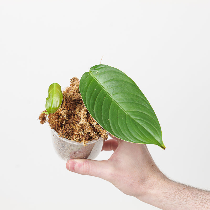 Philodendron cf. scherberichii 'Narrow Form' Plants GrowTropicals