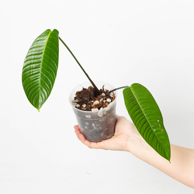 Philodendron scherberichii 12cm Plants GrowTropicals