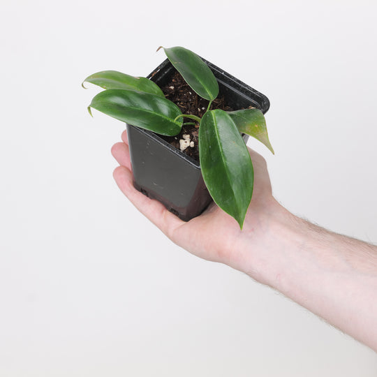 Philodendron scherberichii x patriciae 9cm Plants GrowTropicals