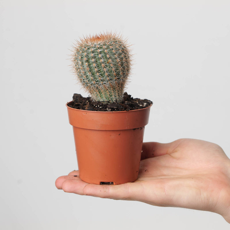 Notocactus schlosseri Plants GrowTropicals