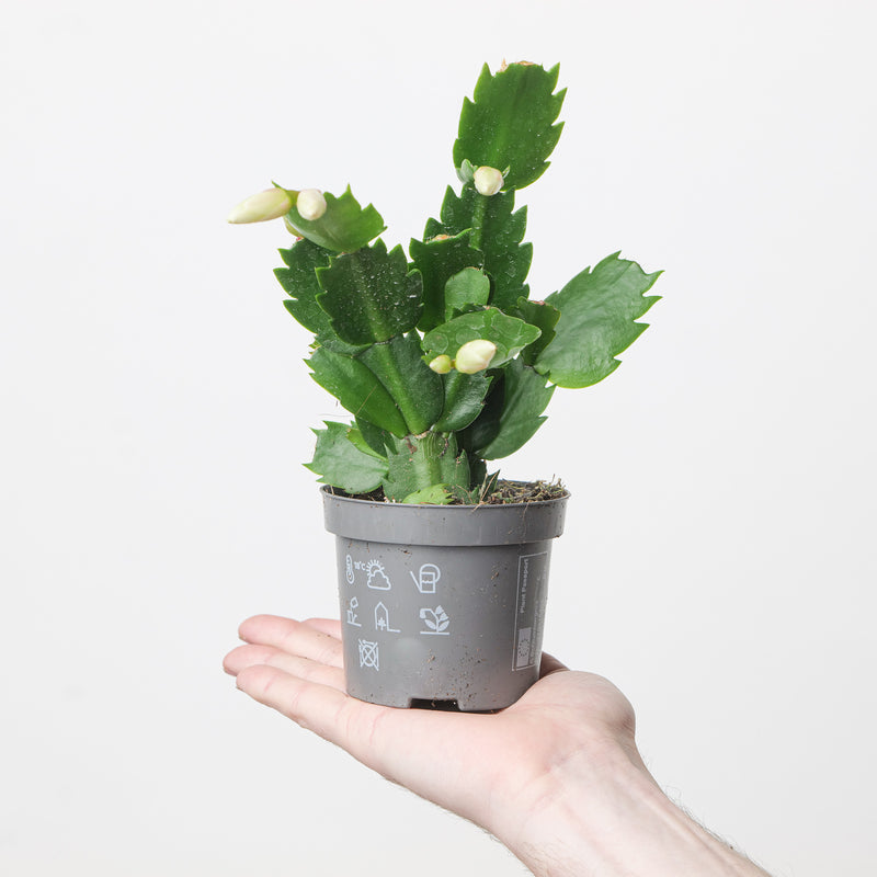 Schlumbergera truncata 'White' — 9cm