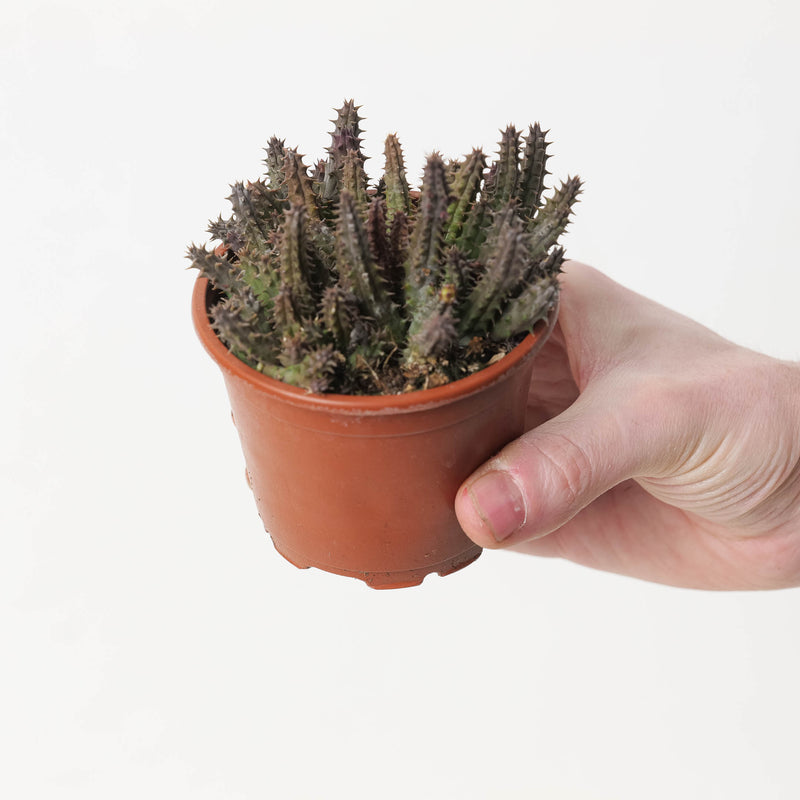 Huernia schneideriana 'Red Predator' (Stapeliad) Plants GrowTropicals