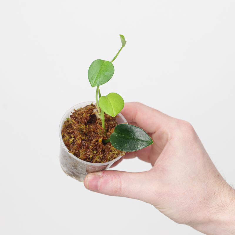 Scindapsus 'Dark Glossy' Plants GrowTropicals
