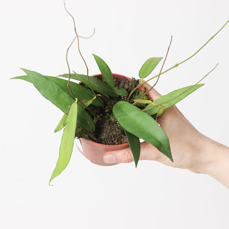 Hoya scortechinii Plants GrowTropicals