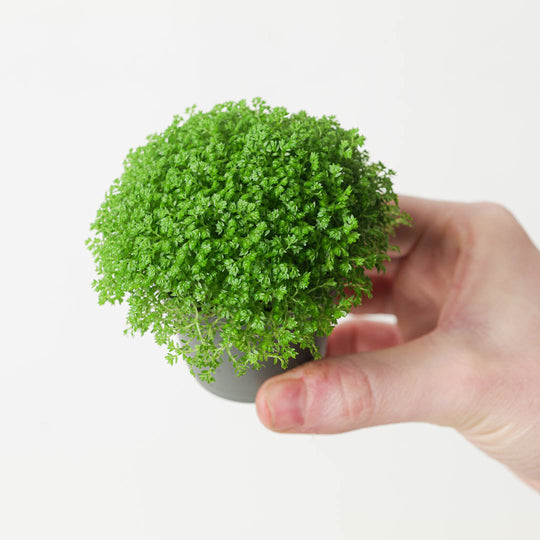 Selaginella apoda | Meadow Spike Moss Plants GrowTropicals