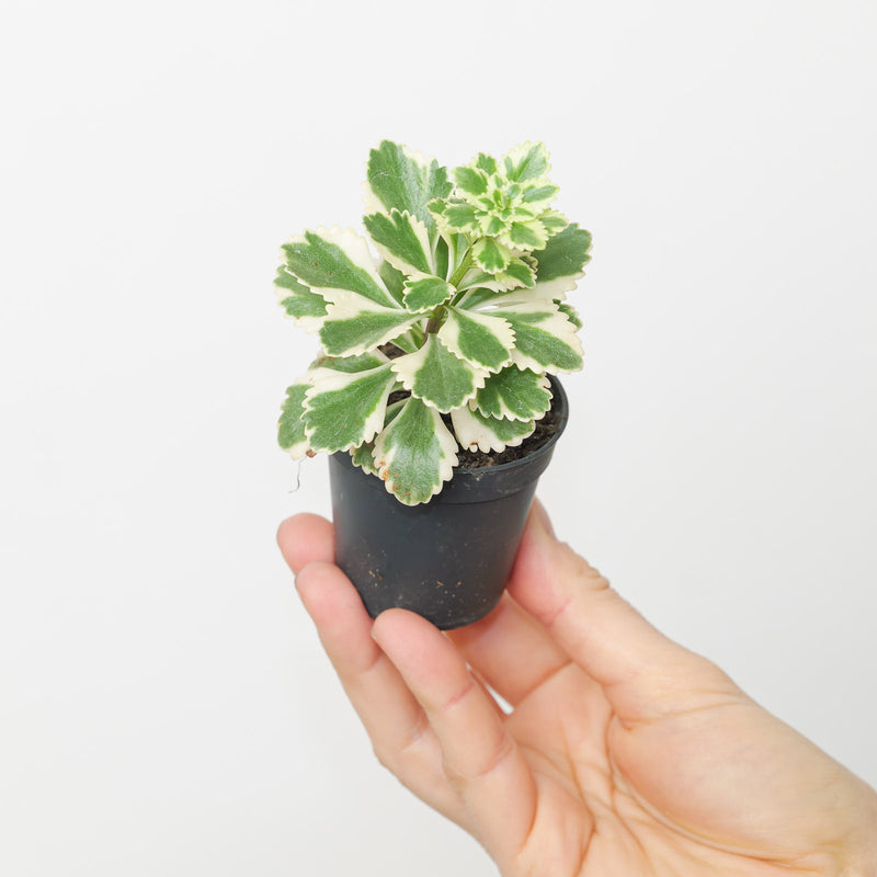 Sedum tekesimense 'Atlantis' Plants - Outdoor GROW TROPICALS