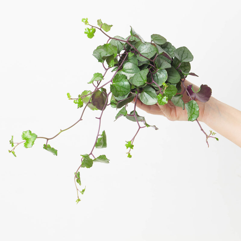 Senecio mikanioides Plants GrowTropicals