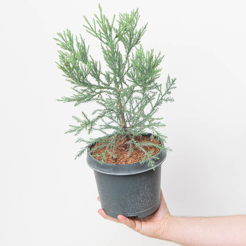 Sequoiadendron giganteum (Giant Redwood) young potted tree