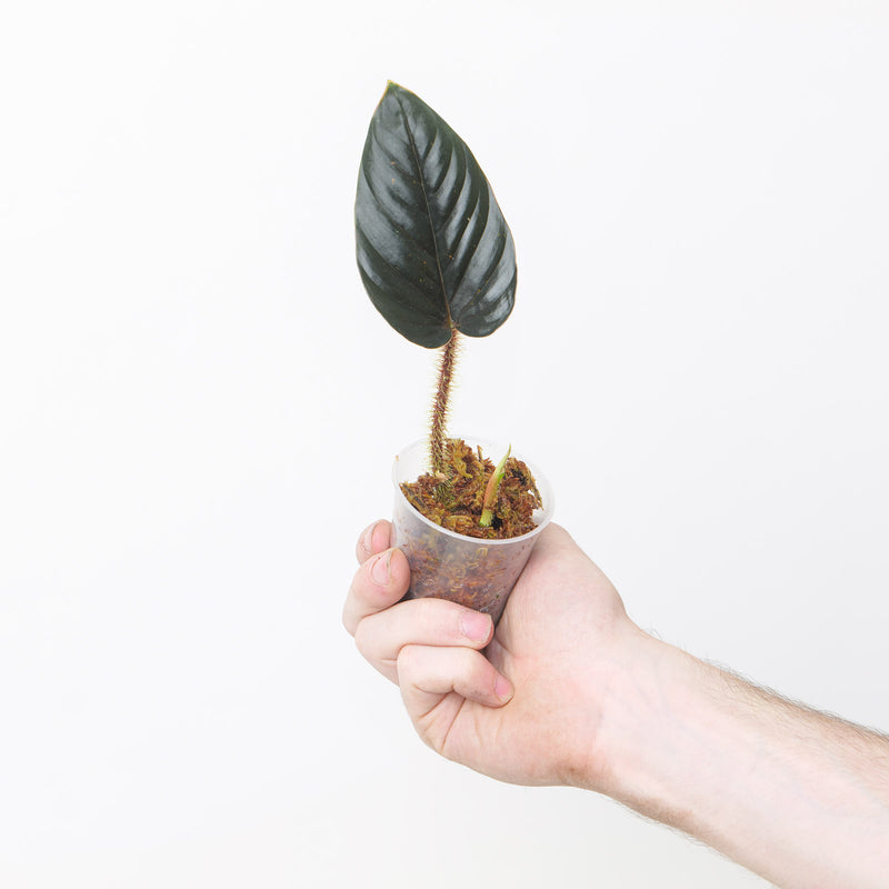 Philodendron serpens 'Black / Red' — 6cm Prop