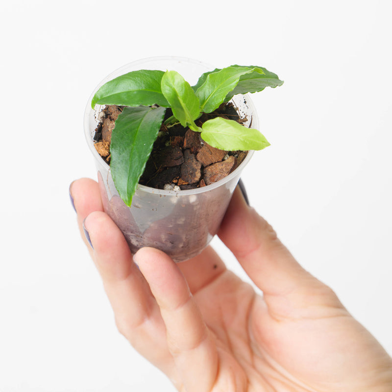Philodendron sp. 'Mini Serrated, Pteromischum Section' Plants GrowTropicals