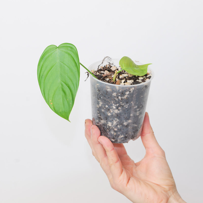 Philodendron sharoniae 'Mosquera' 9cm Plants GrowTropicals