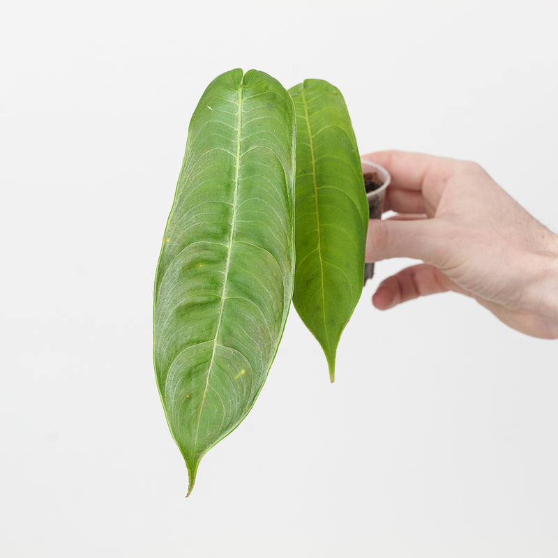 Philodendron sharoniae — 6cm