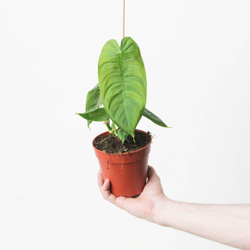 Philodendron sharoniae 12cm Plants GrowTropicals