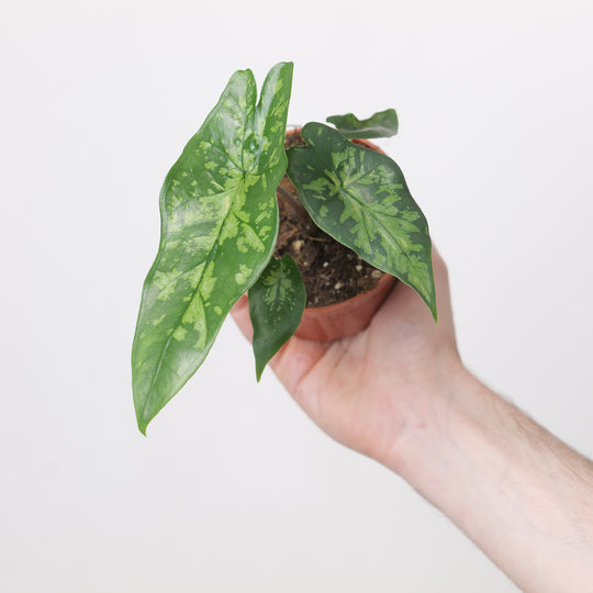 Alocasia heterophylla 'Shattered Glass' Plants GrowTropicals