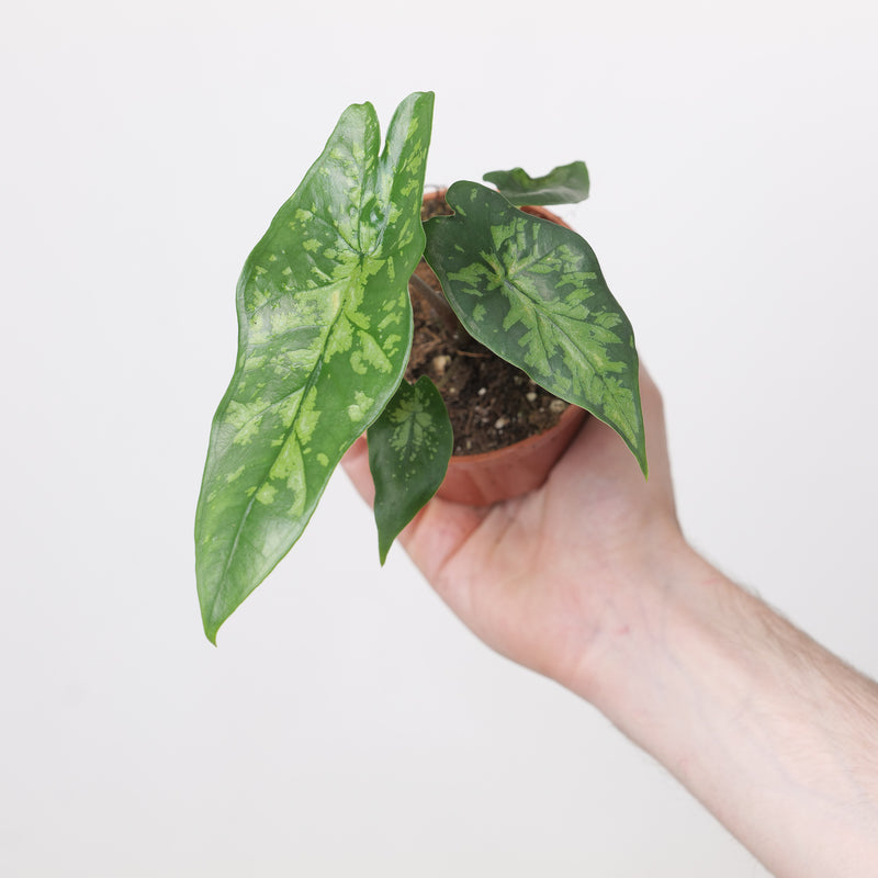 Alocasia heterophylla 'Shattered Glass' Plants GrowTropicals