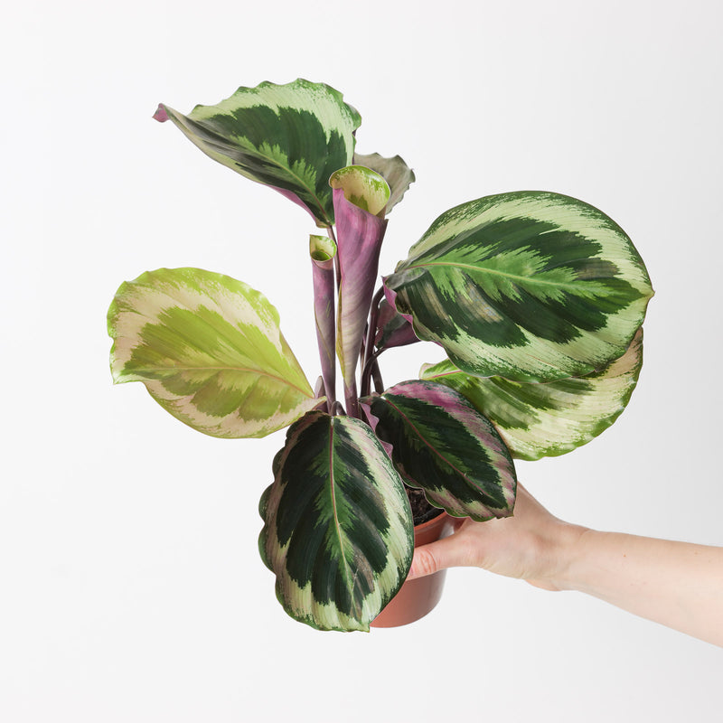 Calathea roseopicta 'Shinestar' Plants GrowTropicals