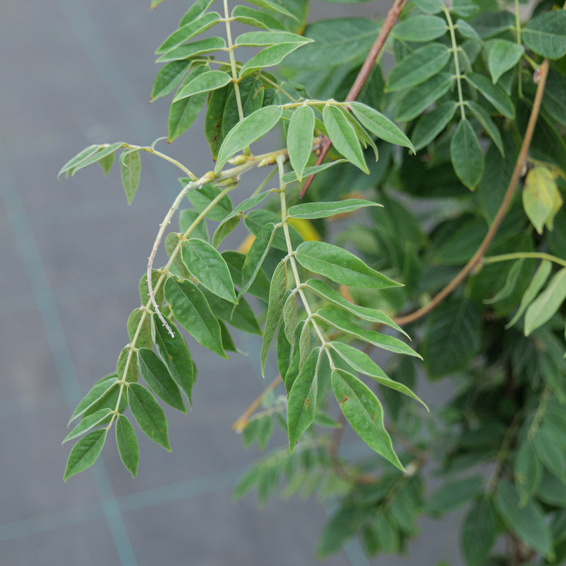 Wisteria brachybotrys 'Showa-beni' Plants - Outdoor GROW TROPICALS