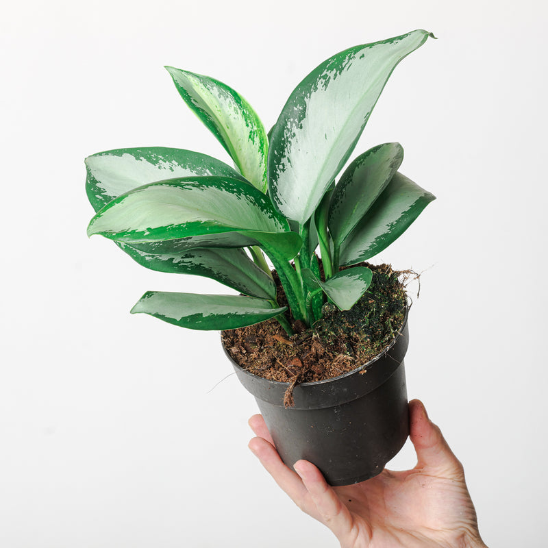Aglaonema 'Silver Blue' Plants GrowTropicals