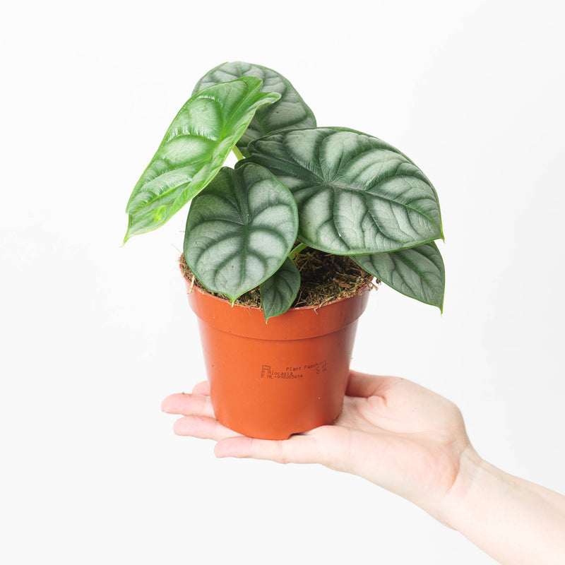 Imperfect Alocasia 'Silver Dragon' Plants GrowTropicals