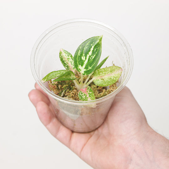 Aglaonema Silver Pink (Plantlet) Plants GrowTropicals