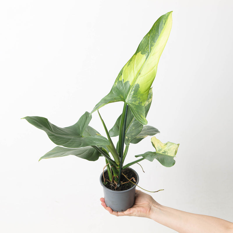 Philodendron 'Silver Sword' Variegated — 11cm 'Grower Choice'