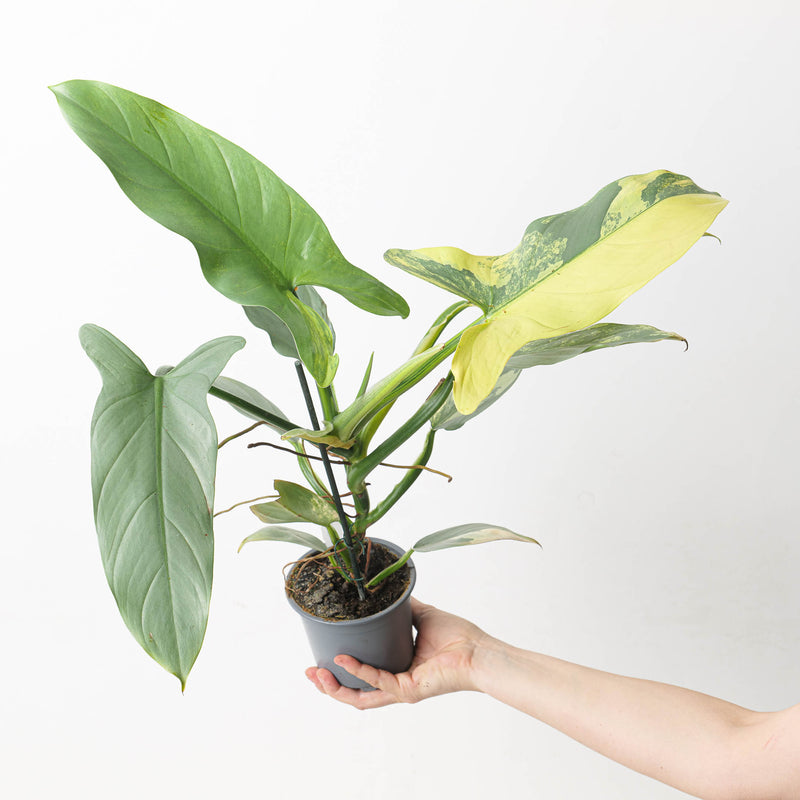 Philodendron 'Silver Sword' Variegated Plants GrowTropicals