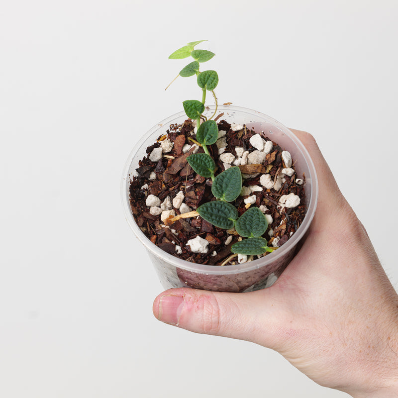 Rhaphidophora cf. korthalsii 'Velvet Bullate' (a.k.a. 'Tenuis Silver') Plants GrowTropicals