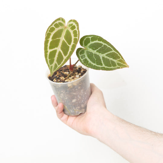 Anthurium 'Silver Tiger' x Plants GrowTropicals