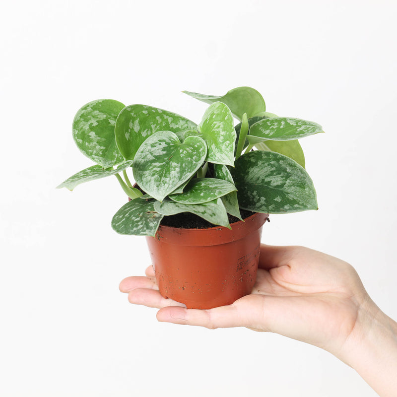 Beginner Friendly Bundle — Default Title