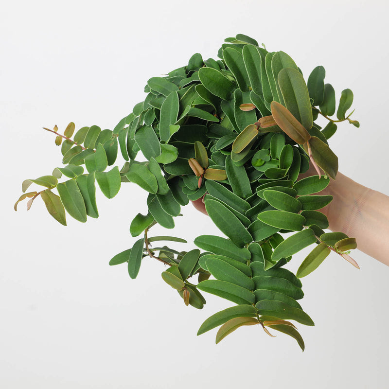 Marcgravia sintenisii 12cm Plants GrowTropicals