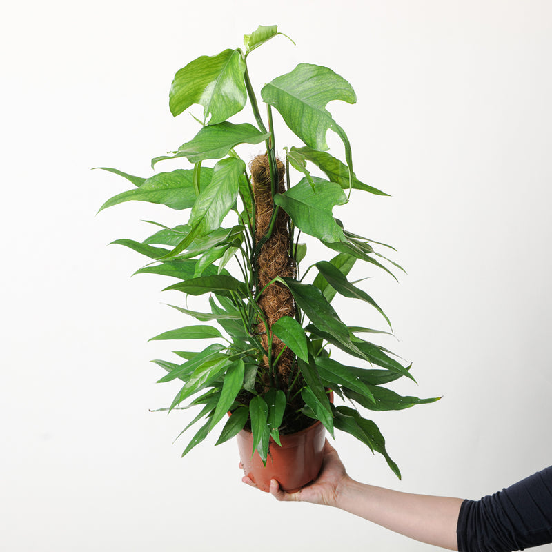 Epipremnum pinnatum 'Skeleton Key' Plants GrowTropicals