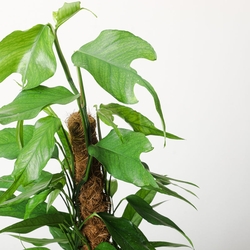 Epipremnum pinnatum 'Skeleton Key' — 17cm (On Moss Pole)