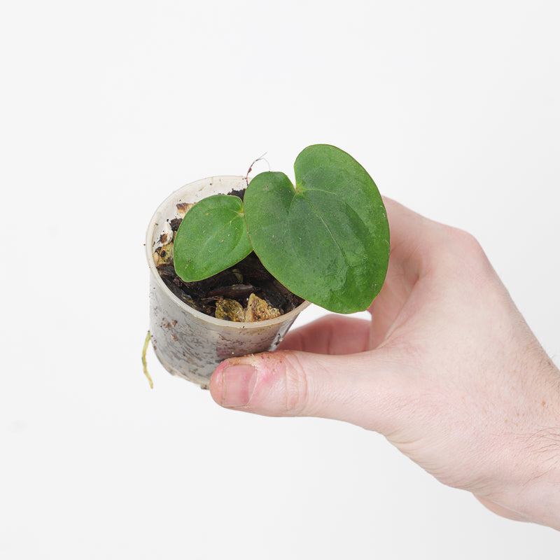 Anthurium SKG (Dressleri x Papi) x BVEP Plants GrowTropicals