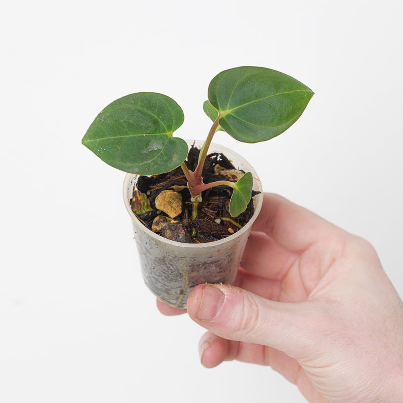 Anthurium SKG (Dressleri x Papi) x BVEP — 6cm