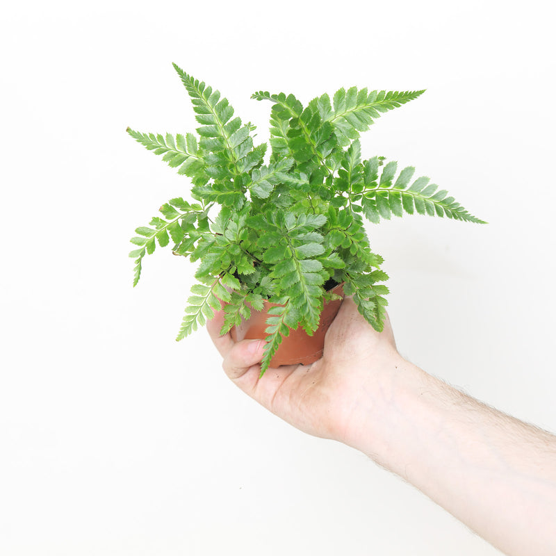Rumohra adiantiformis 'Variegata' Plants GrowTropicals