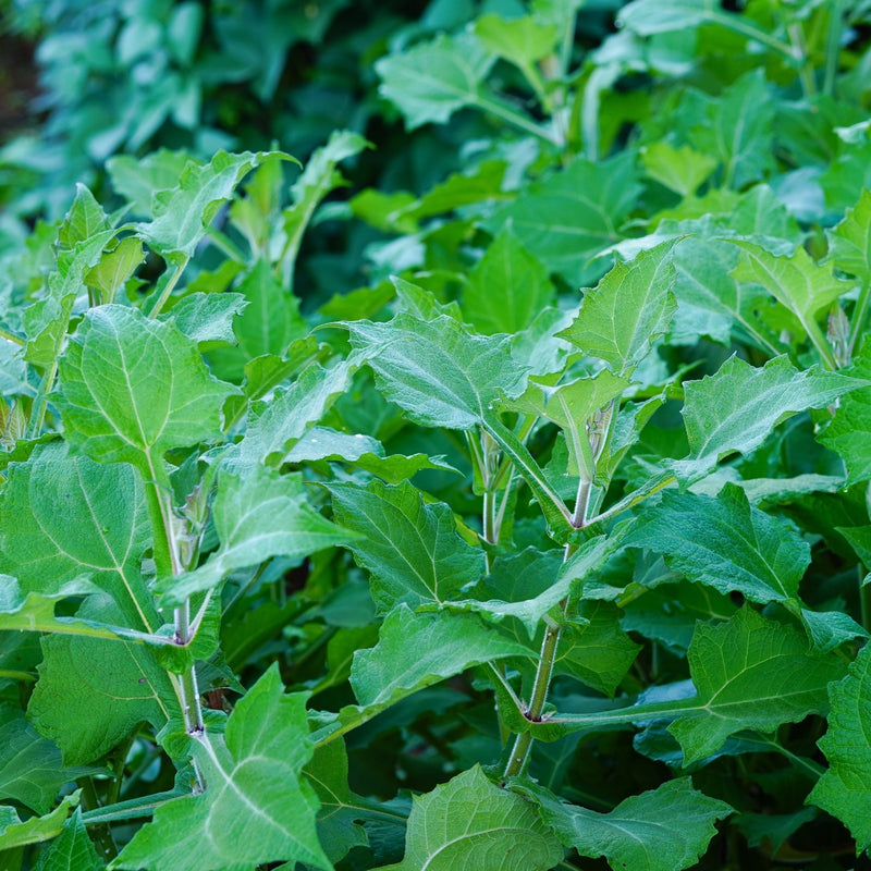 Smallanthus sonchifolius 'Bleu' Plants - Outdoor GROW TROPICALS