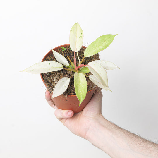 Philodendron 'Snowdrift' 12cm Plants GrowTropicals