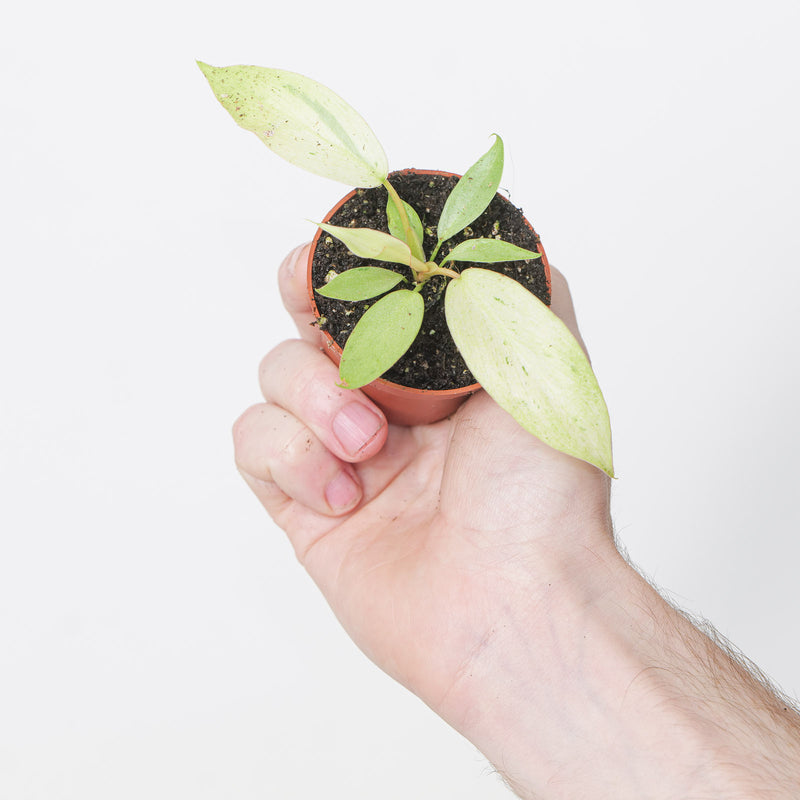 Philodendron 'Snowdrift' — 6cm