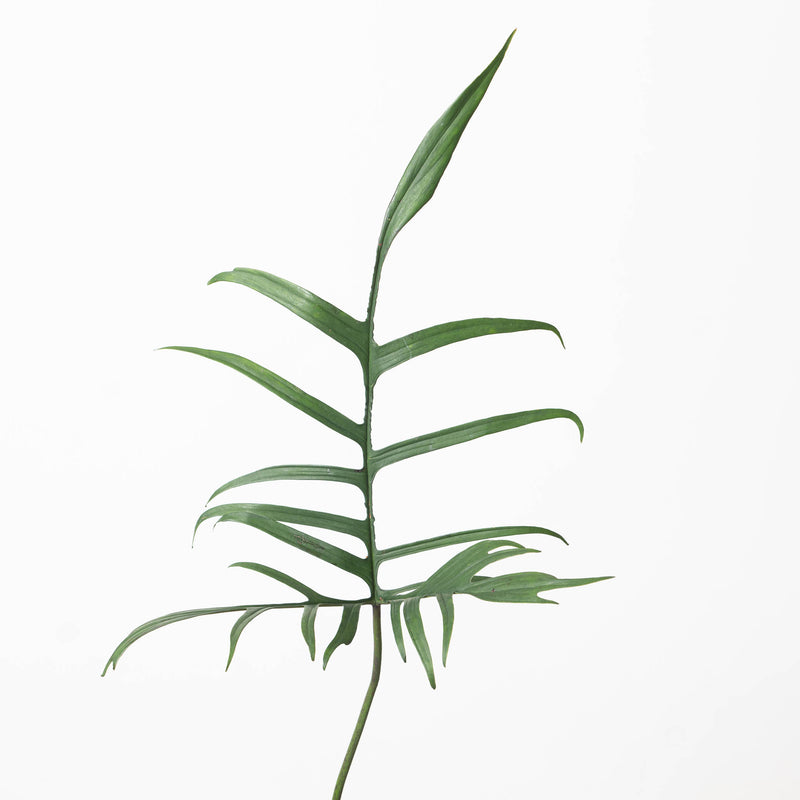 Philodendron polypodioides Plants GrowTropicals