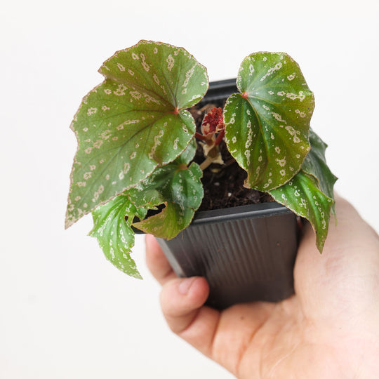 Begonia Sophie Cecile (Acclimated)