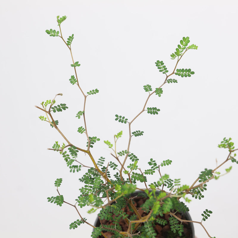 Sophora Little Baby Plants - Outdoor GROW TROPICALS