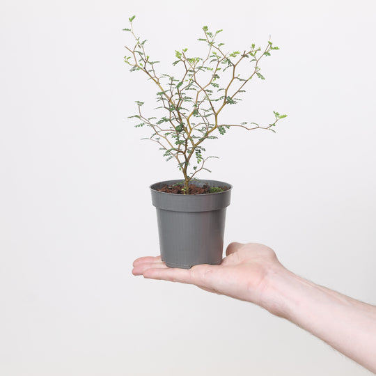 Sophora Little Baby 9cm / 0.5L Plants - Outdoor GROW TROPICALS