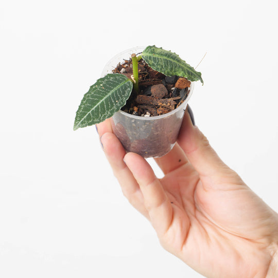 Labisia sp. Indonesia Plants GrowTropicals