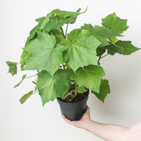 Sparmannia africana Plants - Outdoor GROW TROPICALS