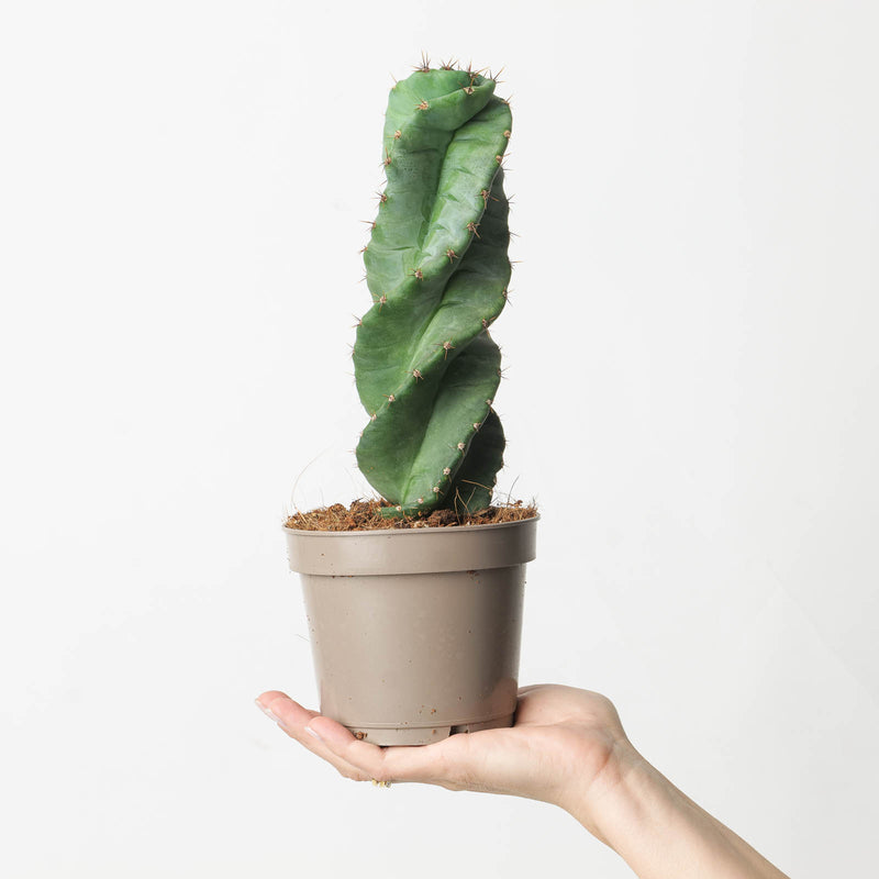Cereus forbesii 'Spiralis' — 12cm