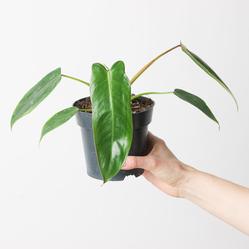 Philodendron spiritus sancti (TC Clone) 14cm Plants GrowTropicals