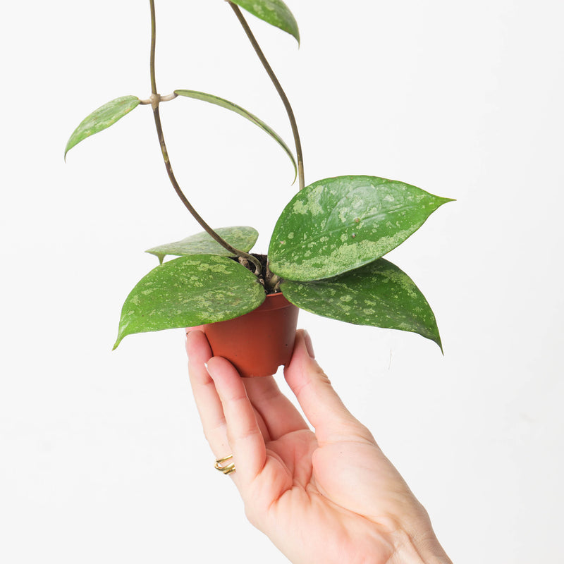 Hoya sp Jateng 'Splash' Plants GrowTropicals