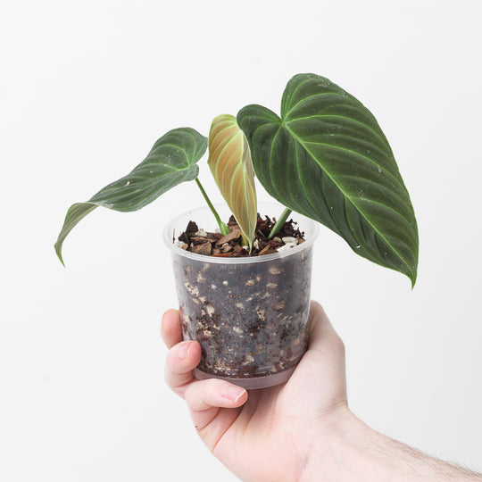Imperfect Philodendron Splendid | Verrucosum x Melanochrysum Plants GrowTropicals