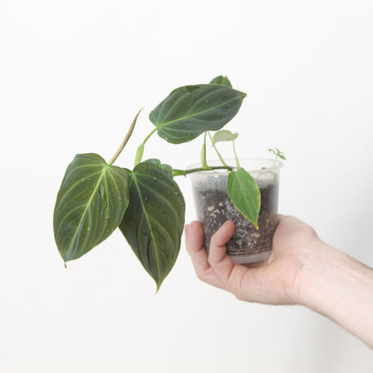 Philodendron Splendid (Acclimated) Plants GrowTropicals