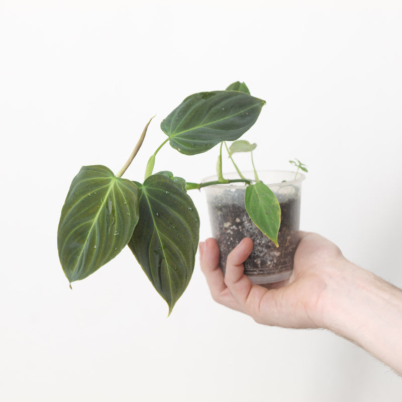 Philodendron Splendid (Acclimated)